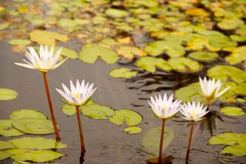 Lily in The Pond Stock Photos