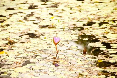 Lily in The Pond Stock Photos