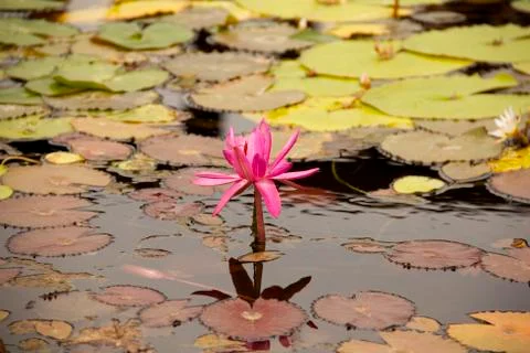 Lily in The Pond Photos
