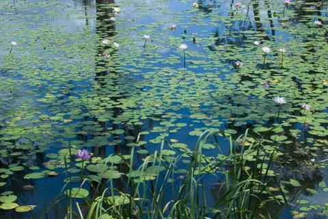 Lily pond Stock Photos
