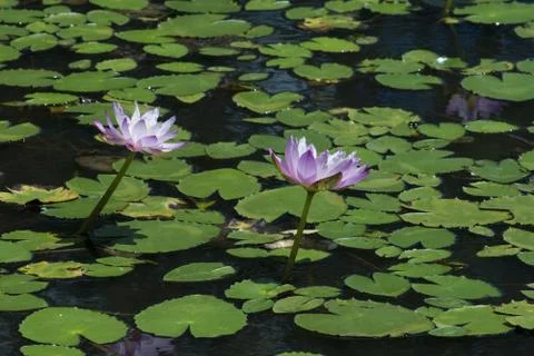 Lily pond Stock Photos