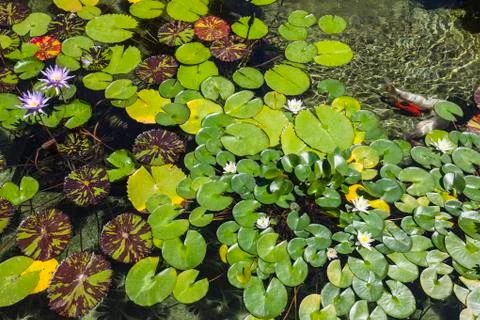 Lily Pond Stock Photos