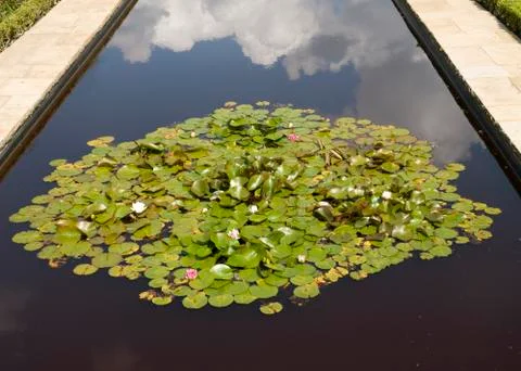 Lily Pond Stock Photos