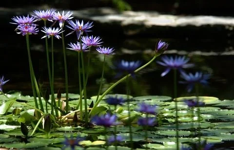 LILY POND Stock Photos