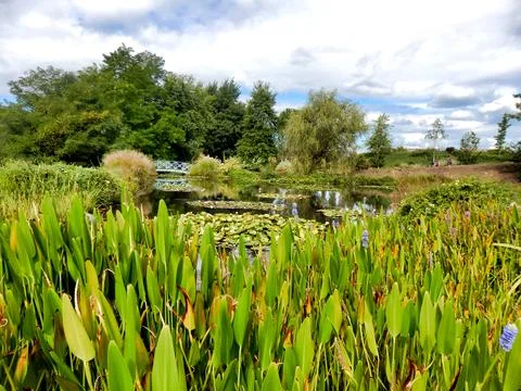 Lily Pond. Stock Photos