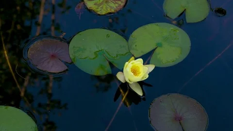 Lily on the pond time lapse Stock Footage 73552346