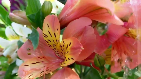 Lily pouring water Stock Footage 76848039