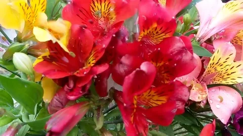 Lily pouring water Stock Footage 76860623