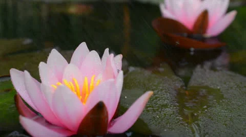 Lily in the rain Stock Footage 24840773