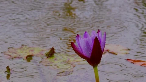 Lily in the Rain Stock Footage 70584083