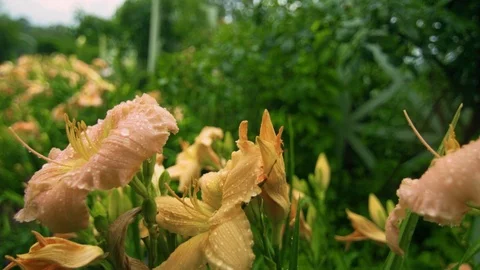 Lily in the Rain Stock Footage 93804654
