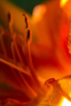 Lily red abstract texture. Macro photography with blur Stock Photos
