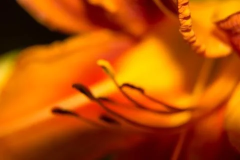Lily red abstract texture. Macro photography with blur Stock Photos