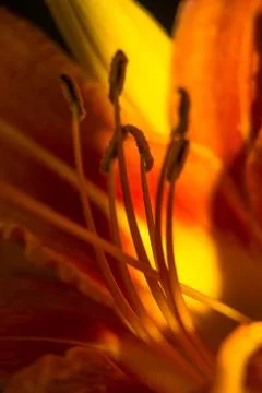 Lily red abstract texture. Macro photography with blur Stock Photos