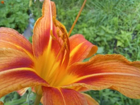 Lily is red. Summer. Stock Photos