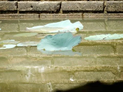 Lily Reflection 스톡 사진