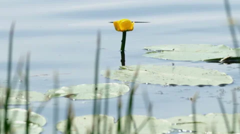 Lily in the River and Back Float Fish, Summer Video stock 65146469