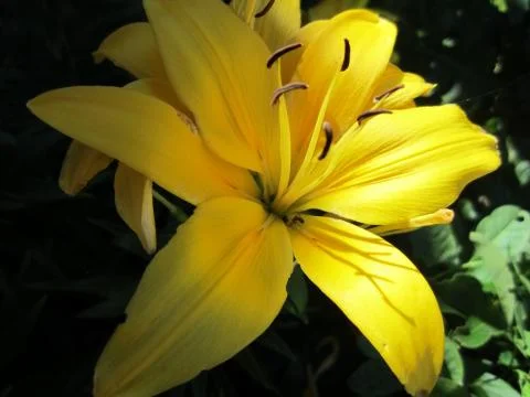 Lily in Shadows Foto stock