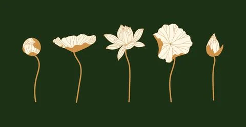 Lily silhouettes different forms set green Stock Illustration