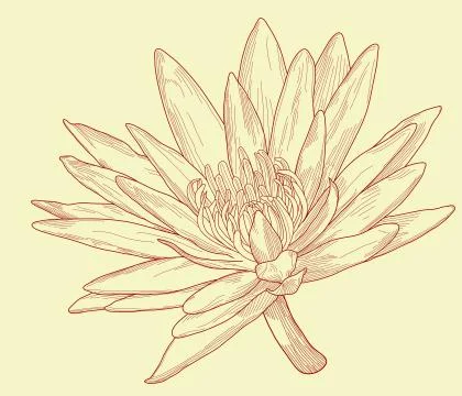 Lily sketch Stock Illustration
