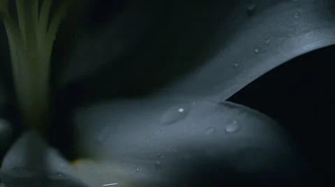 Lily. Slow Motion. Stock Footage 55886052