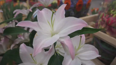 Lily slow rotation Stock Footage