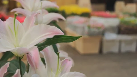 Lily slow transition Stock-Footage 87327115