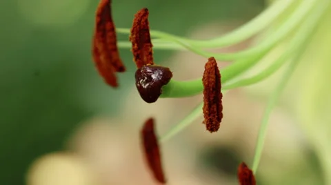 Lily stamens in the wind. Macro shot Stock Footage 34691427