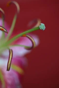 Lily stigma in close up 写真素材