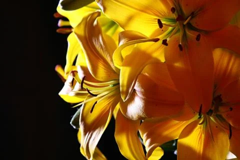 Lily in studio Stock Photos