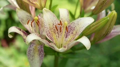 Lily Suncrest. Video stock 321828505