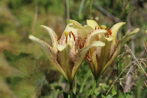Lily Suncrest Stock Photos
