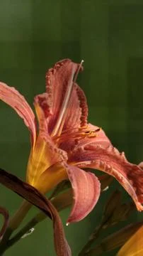 Lily with texture Stock Photos