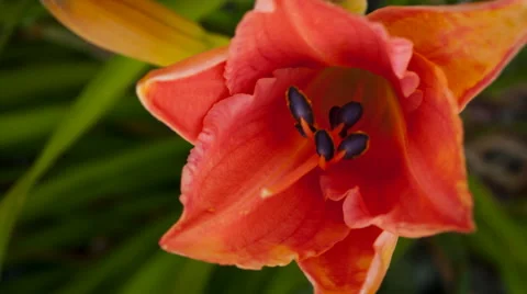 Lily Time Lapse Video stock 40770756