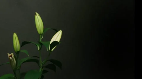 Lily Timelapse Stock Footage 7909687