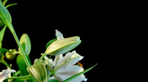 Lily Timelapse Stock Footage 7974869