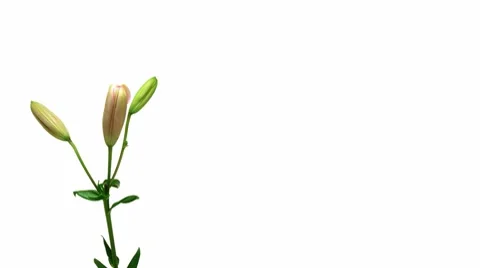 Lily Timelapse Stock Footage 7974883