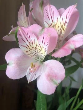 Lily type flower Stock Photos