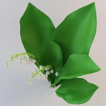 3d Model Lily Of The Valley Buy Now 89227179 Pond5