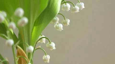 Lily of the valley 4k springtime scenery flowers spring background Stock Footage 49600609