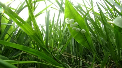 Lily of the valley below Stock Footage 68943880