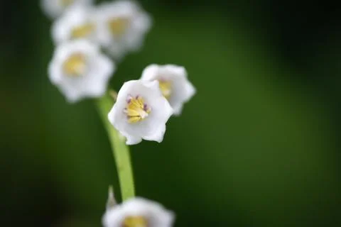 Lily of the Valley from below Stock Photos