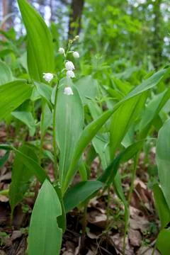 Lily of the valley blooming in the spring pine forest. Stock Photos