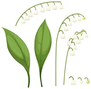 Lily of the Valley Botanical Vector Illustration Stock Illustration