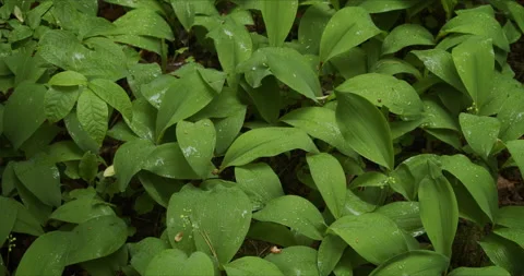 Lily of the valley c Stock Footage 134066771
