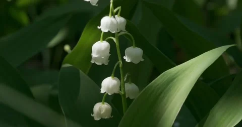 Lily of the valley close up Stock-Footage 130928635