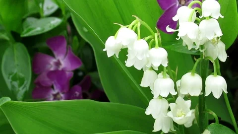 Lily of the valley closeup, tiny white flowers, green leaf and purple flowers 動画素材 108343902