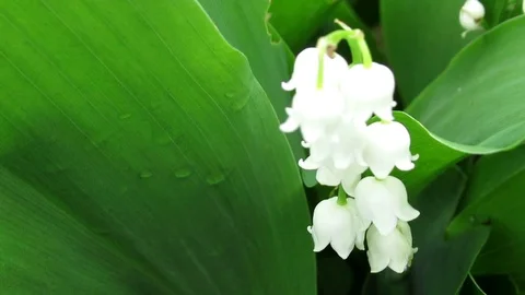 Lily of the valley closeup, tiny white flowers and green leaf 動画素材 108343935