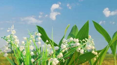 The lily of the valley on the cloud background 스톡 동영상 39603005
