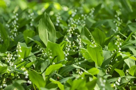 Convallaria majalis (Lily of the Valley, Lily-of-the-valley